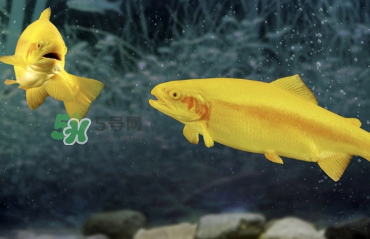 金鱒魚好吃嗎？金鱒魚怎樣做好吃