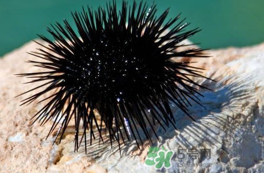 海膽可以冷凍儲存嗎？什么人不能吃海膽