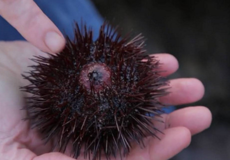 活海膽怎么殺？海膽怎么開殼？