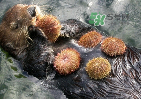 海膽是什么東西？海膽是動(dòng)物還是植物？