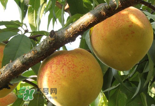 錦繡黃桃多少錢一斤？錦繡黃桃好吃嗎？