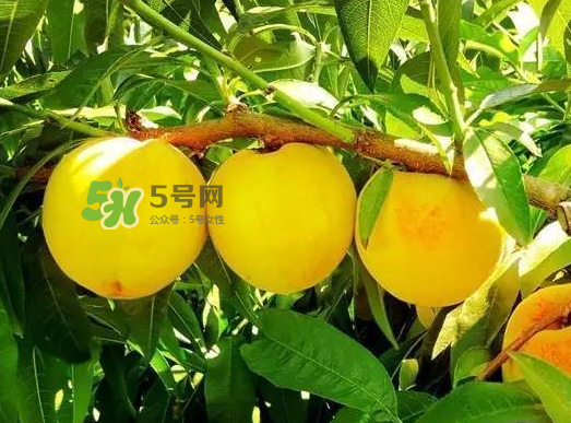 黃桃可以空腹吃嗎？空腹可以吃黃桃嗎？