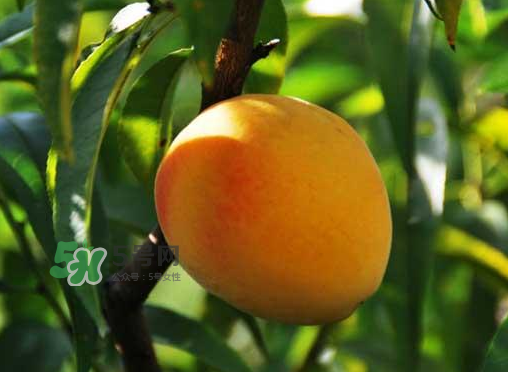 來(lái)月經(jīng)可以吃黃桃嗎？大姨媽來(lái)了可以吃黃桃嗎？