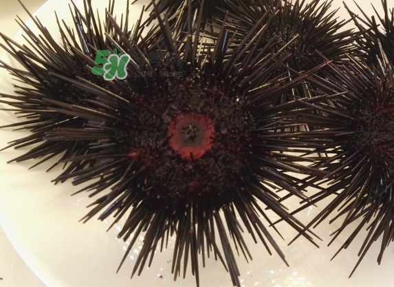 海膽貴嗎？海膽多少錢(qián)一斤？