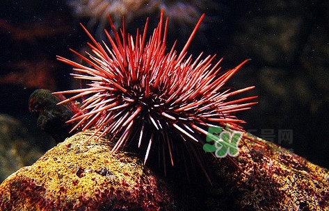 海膽是什么東西？海膽是動(dòng)物還是植物？