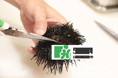 海膽怎么處理？海膽可以生吃嗎？