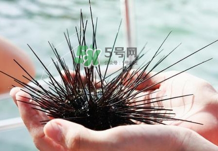 海膽有毒嗎？海膽有寄生蟲(chóng)嗎