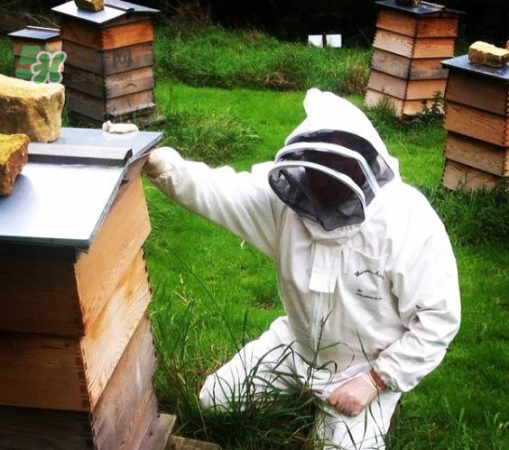 boca牙膏是什么牌子？boca牙膏多少錢哪里買？