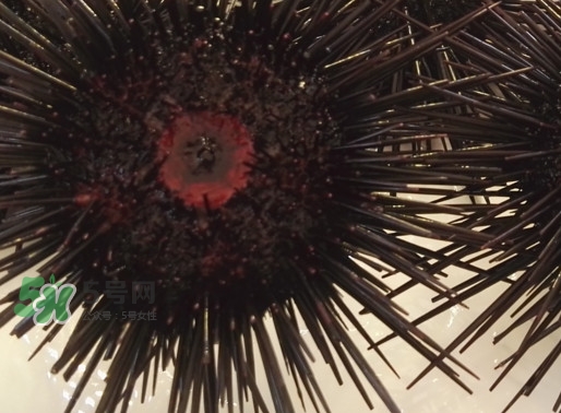 被海膽刺到怎么辦？吃海膽對身體有什么好處