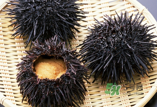 海膽可以冷凍儲存嗎？什么人不能吃海膽