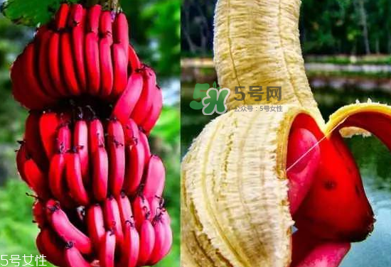 紅皮香蕉是轉(zhuǎn)基因的嗎？紅皮香蕉和一般香蕉的區(qū)別