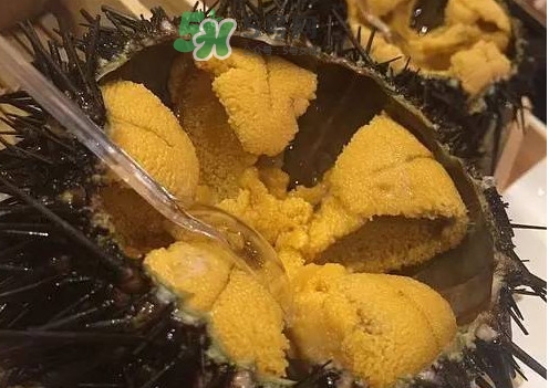 冷凍海膽黃化了能吃嗎？海膽吃多了會怎樣