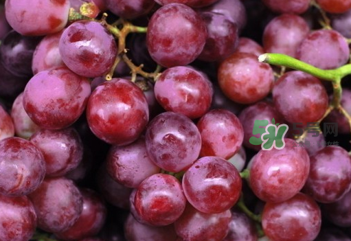 提子和西瓜能一起吃嗎？西瓜和提子能一起吃嗎？