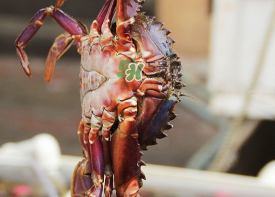 赤甲紅有母蟹嗎？赤甲紅為什么沒(méi)有母蟹？