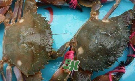 赤甲紅海蟹多少錢一斤？2017赤甲紅海蟹價格