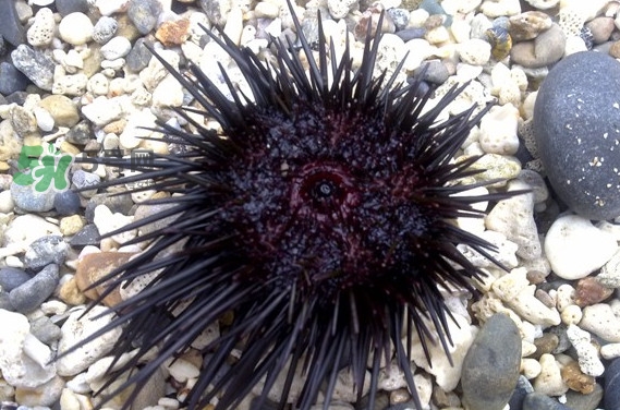 海膽是什么味道？海膽有什么營養(yǎng)價值