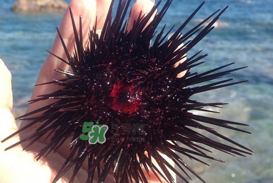 海膽怎么做好吃？買海膽怎么挑