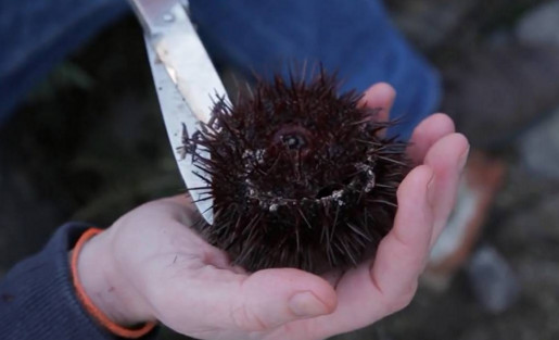 活海膽怎么殺？海膽怎么開殼？