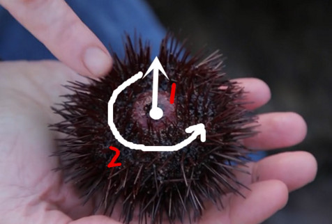 活海膽怎么殺？海膽怎么開殼？