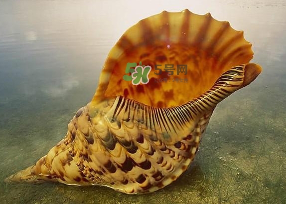 為什么海螺殼里面會有聲音？海螺和韭菜能不能一起吃