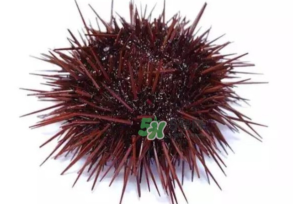 被海膽刺到怎么辦？吃海膽對身體有什么好處