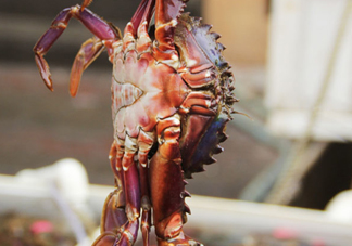 赤甲紅有母蟹嗎？赤甲紅為什么沒(méi)有母蟹？