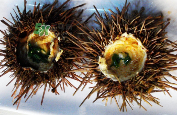 活海膽怎么保存？新鮮海膽如何保鮮