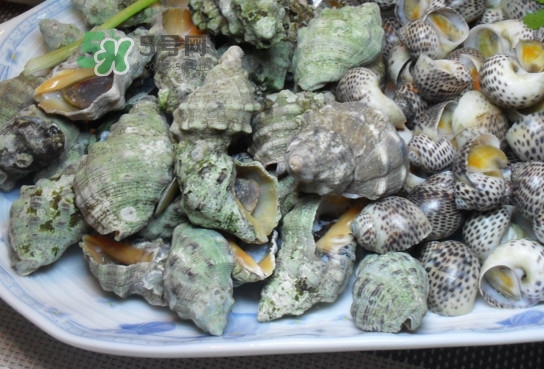 海螺怎么做好吃？海螺怎么清洗干凈