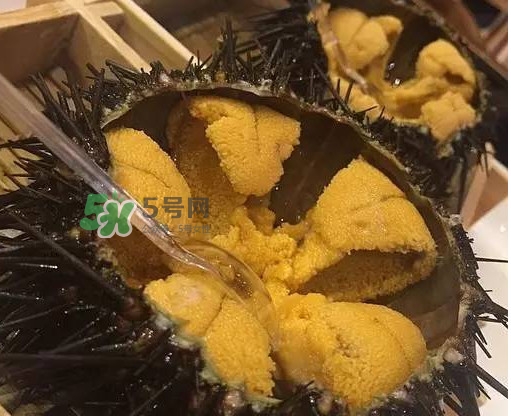 海膽貴嗎？海膽多少錢(qián)一斤？