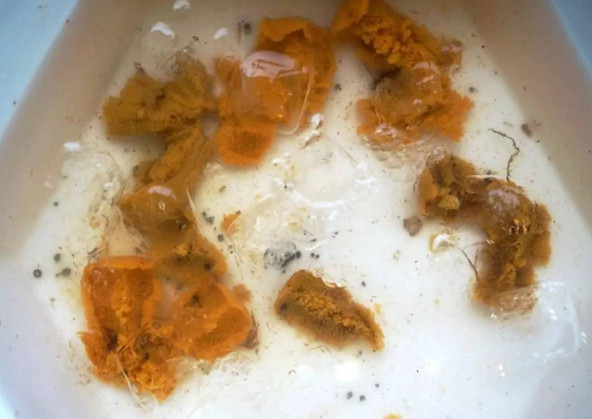 活海膽怎么殺？海膽怎么開殼？