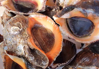 海螺有寄生蟲嗎？海螺可以生吃嗎