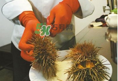 海膽是發(fā)物嗎？海膽是寒性的嗎