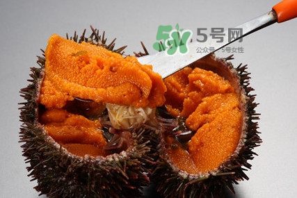 海膽怎么處理？海膽可以生吃嗎？