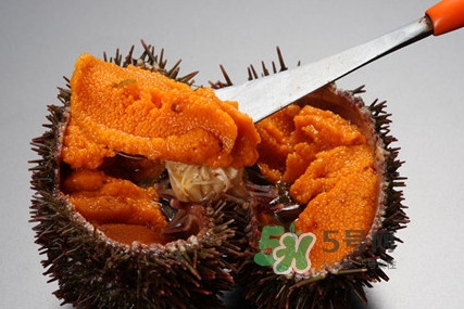 海膽貴嗎？海膽多少錢(qián)一斤？