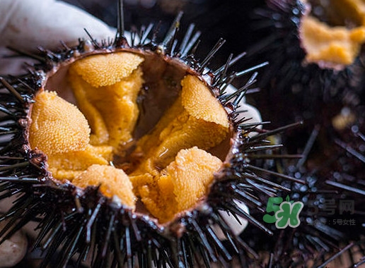 海膽是什么東西？海膽是動(dòng)物還是植物？