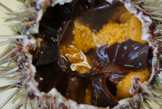 活海膽怎么殺？海膽怎么開殼？