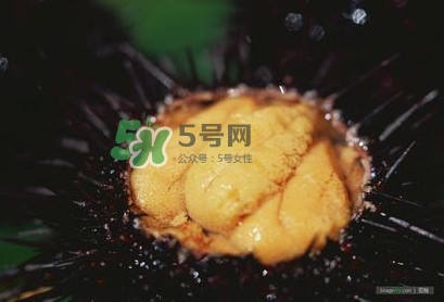 海膽是什么味道？海膽有什么營養(yǎng)價值