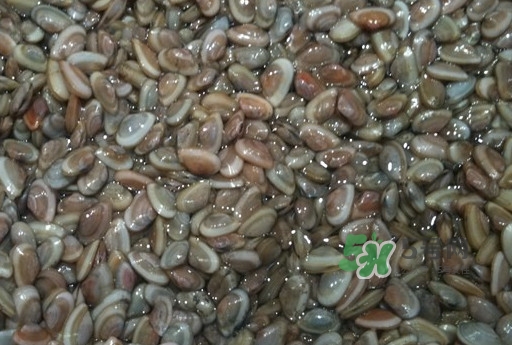 海瓜子怎么抓？海瓜子怎么保存