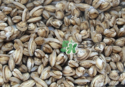 海瓜子可以放幾天？海瓜子可以煮湯嗎