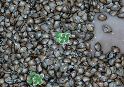 海瓜子怎么養(yǎng)？如何挑選海瓜子