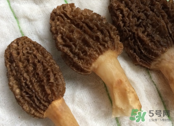 羊肚菌什么時候采摘？羊肚菌什么季節(jié)有