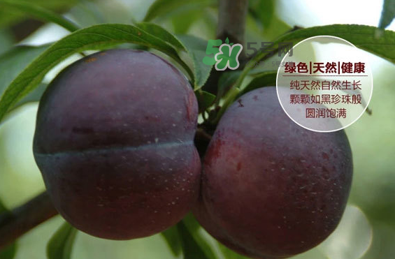 黑布林什么時候吃最好？黑布林什么人不能吃？