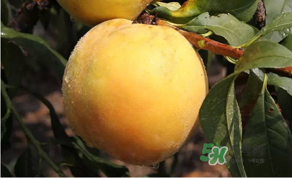 嘉善黃桃多少錢一斤？嘉善黃桃的上市時(shí)間