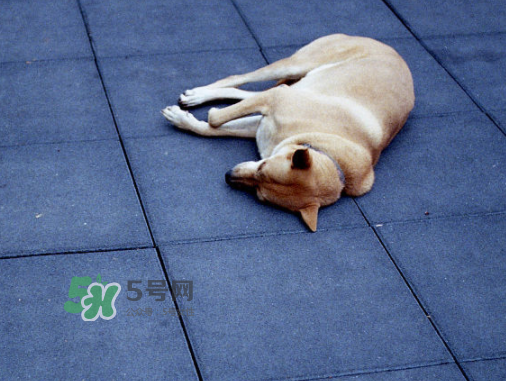 三伏天可以睡地上嗎？三伏天可以睡地板嗎？