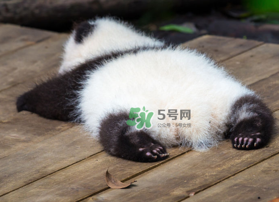 三伏天可以睡地上嗎？三伏天可以睡地板嗎？