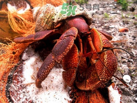 椰子蟹是寄居蟹嗎？椰子蟹中國哪里能買到