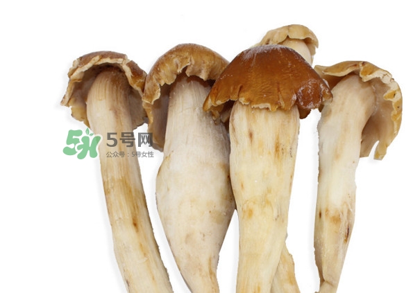 雞樅菌有毒嗎？雞樅菌不能和什么一起吃？