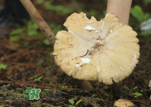 雞樅菌怎么讀？雞樅菌怎么做好吃？