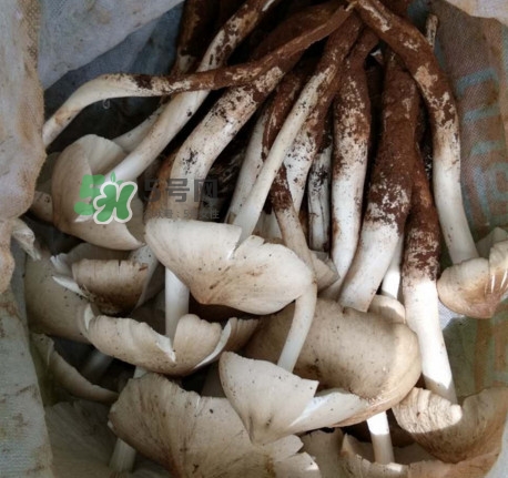 雞樅菌什么時(shí)候有？雞樅菌生長在什么地方