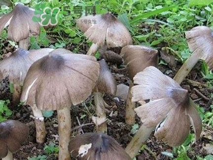 雞樅菌為什么那么貴？雞樅菌為什么離不開白螞蟻